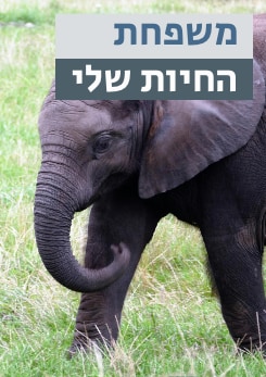 משפחת החיות שלי - פיל