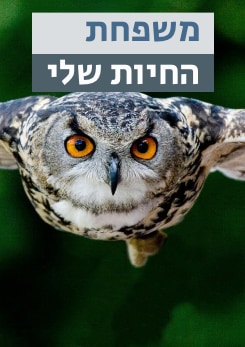 משפחת החיות שלי - ינשוף