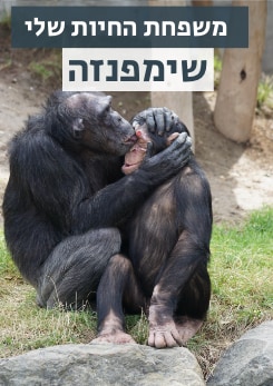 צפייה בסרט המלא משפחת החיות שלי - שימפנזה - צפייה בטריילר