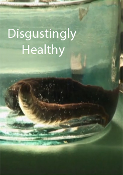 Watch Full Movie - Disgustingly Healthy, Leeches