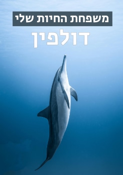 משפחת החיות שלי - דולפין