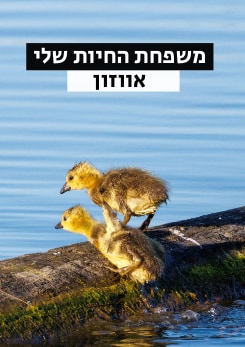 צפייה בסרט המלא משפחת החיות שלי - אווזון - צפייה בטריילר