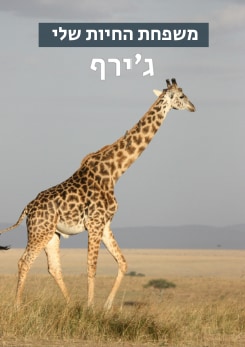 משפחת החיות שלי - ג'ירף