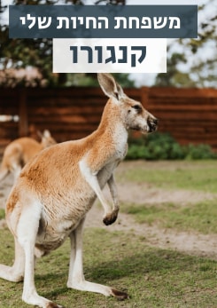 משפחת החיות שלי - קנגורו 