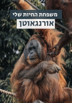 צפייה בסרט המלא משפחת החיות שלי - אורנגאוטן - צפייה בטריילר