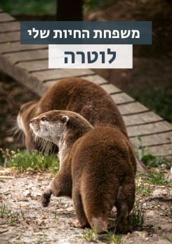 צפייה בסרט המלא משפחת החיות שלי - לוטרה - צפייה בטריילר